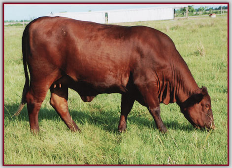 Bieri Sant Gertrudis